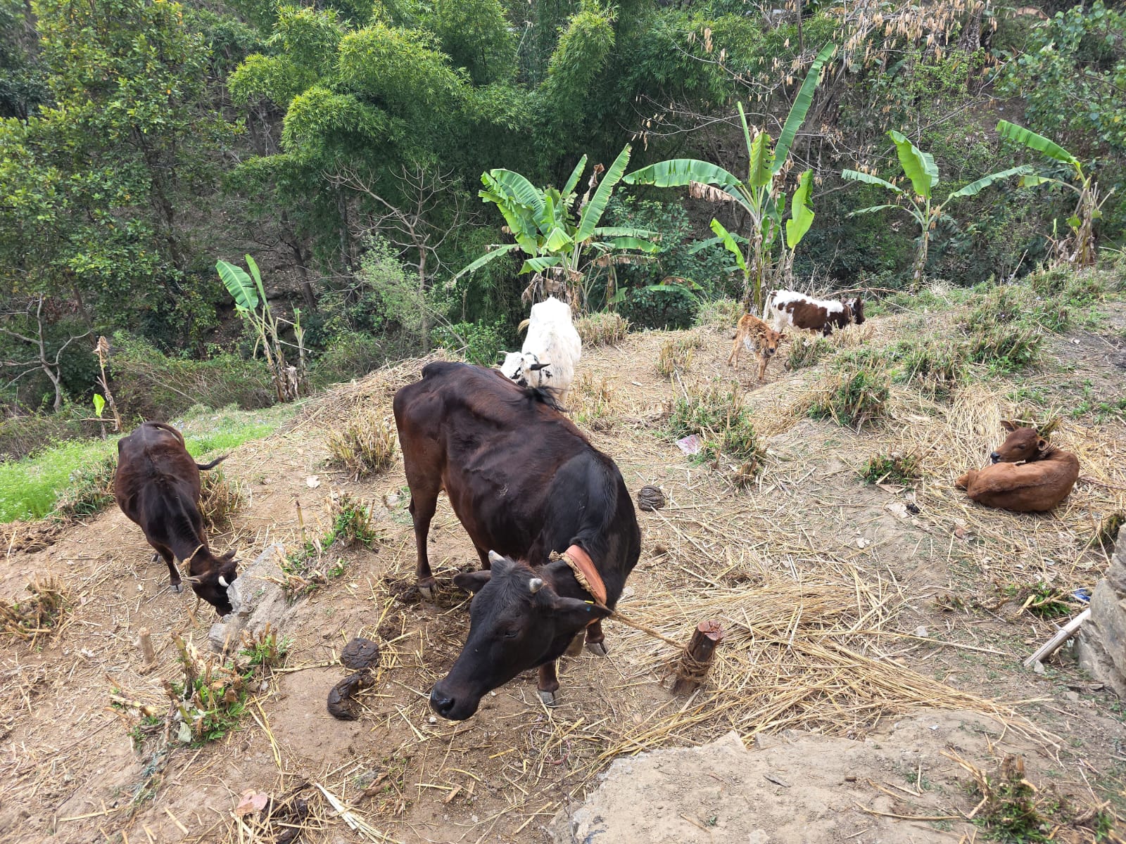 -गौशालामा-रहेका-अछामी-नौ-मुठे-गाईहरु-।-1-1752393827.jpg