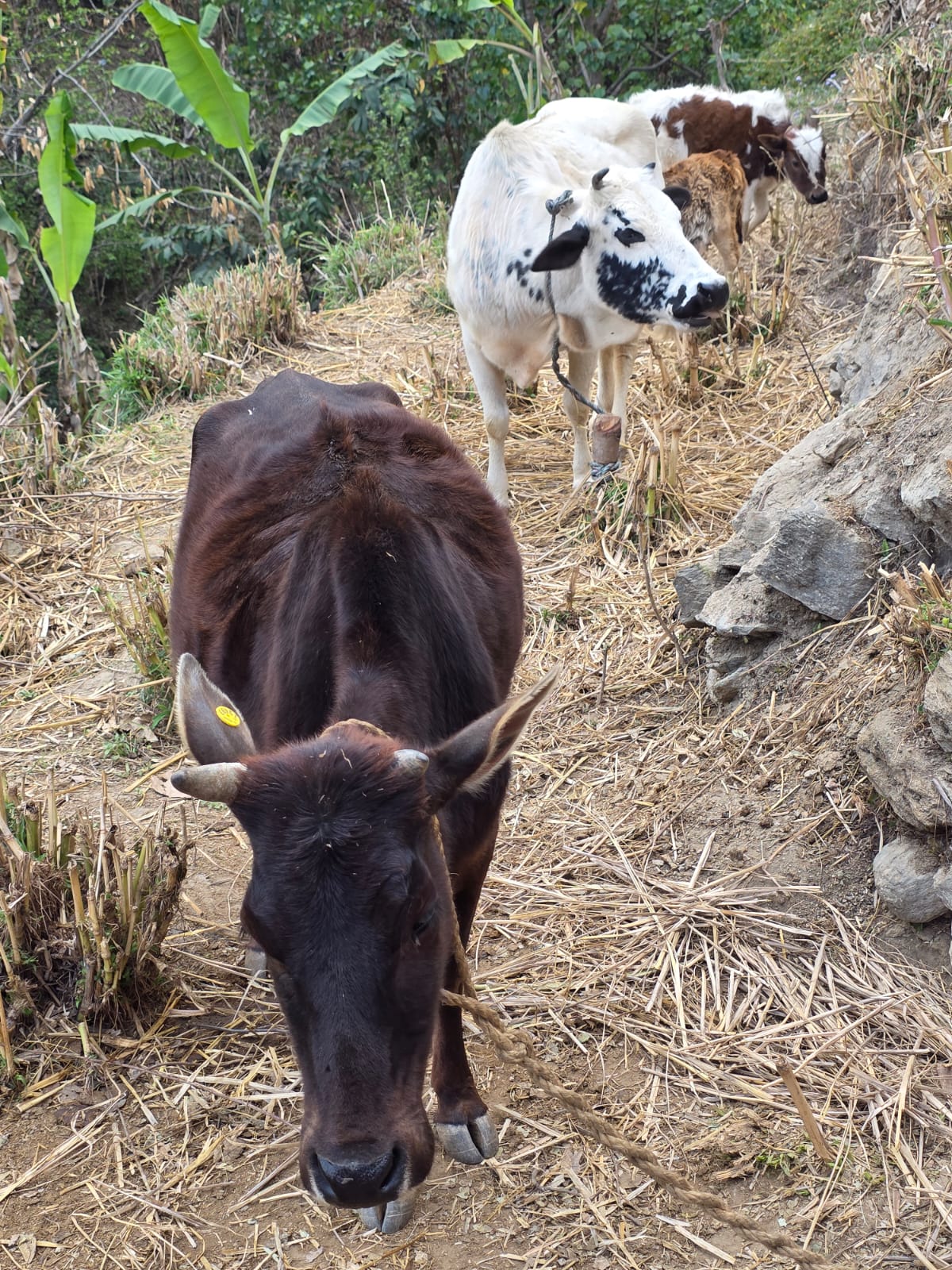 -गौशालामा-रहेका-अछामी-नौ-मुठे-गाईहरु-।-2-1752393832.jpg