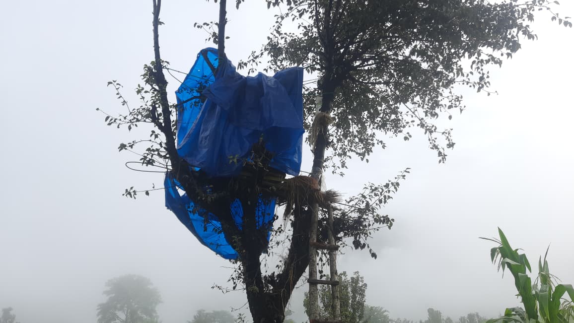 -जोगाउन-रुखमा-बनाईएको-टहरा-।-1756961230.jpeg