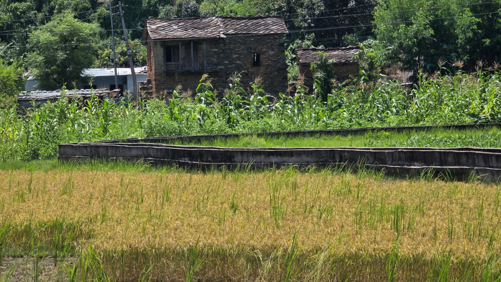 -पाक्यो-धान-1754643696.jpg