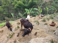 अछामी नौ मुठे गाई लोप हुने अवस्थामा