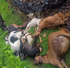 घुघुरकोटमा बाघको आक्रमणबाट ८ बाख्रा मरे