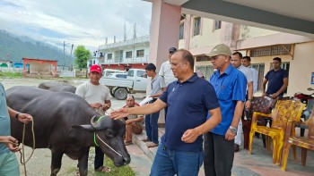 कृषक समूहलाई उन्नत जातका मुर्रा राँगा वितरण