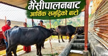 हातेमालो सहकारीद्वारा भैंसी पालन व्यवसाय सुरु