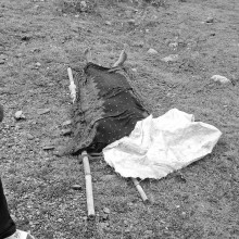 झोलुङ्गे पुलबाट हाम फाल्दा महिलाको मृत्यु