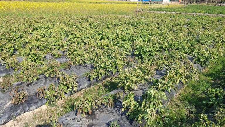 आलुमा डढुवाको प्रकोप