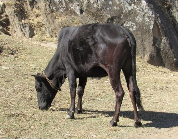 अछामी-नौ-मुठे-गाई-।-1752393827.png