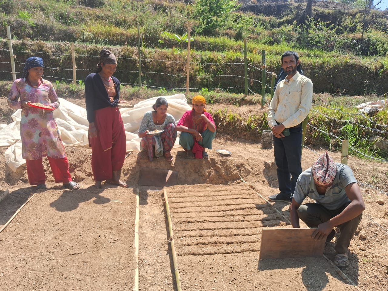 कफीको-बेर्ना-उत्पादन-गर्न-नर्सरी-बनाईदै-।-1755002260.jpg