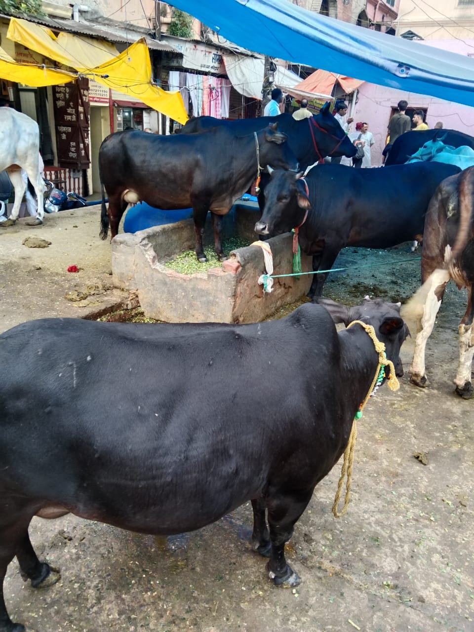 कामधेनु-गौशालामा-रहेका-अछामी-नौ-मुठे-गाईहरु-।-1752393834.jpg