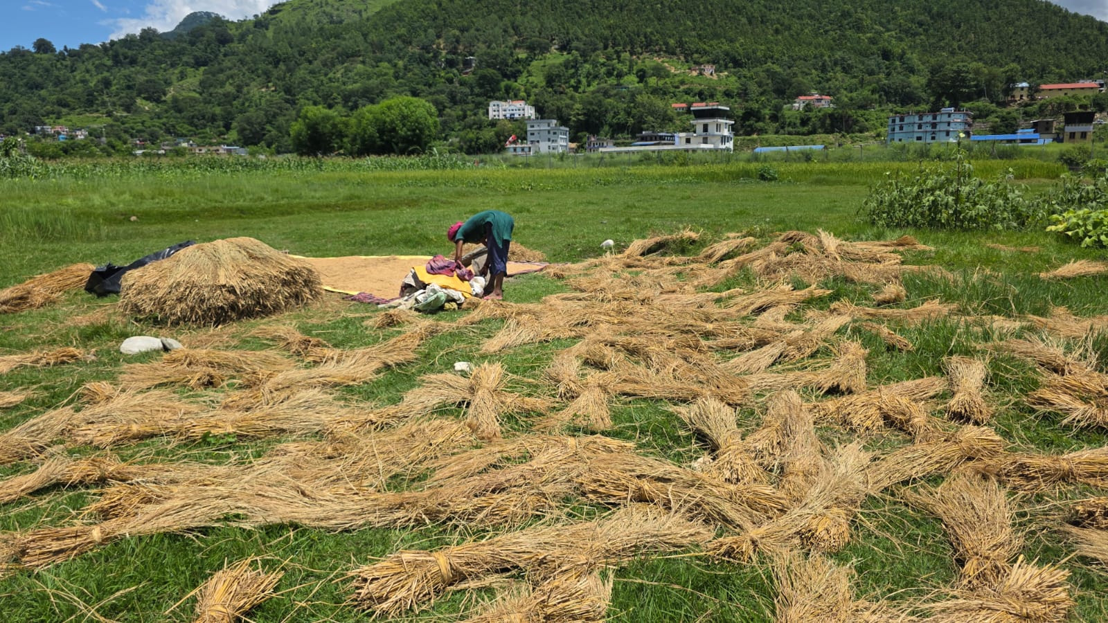 धान-भित्र्याउँदै-कृषक-7-1754643687.jpg