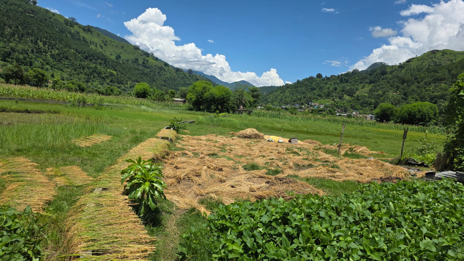 धान-भित्र्याउँदै-कृषक-8-1754643688.jpg