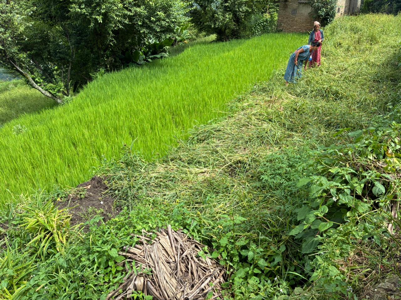 बँदेलले-नष्ट-गरेको-कोदो-1756961222.jpeg